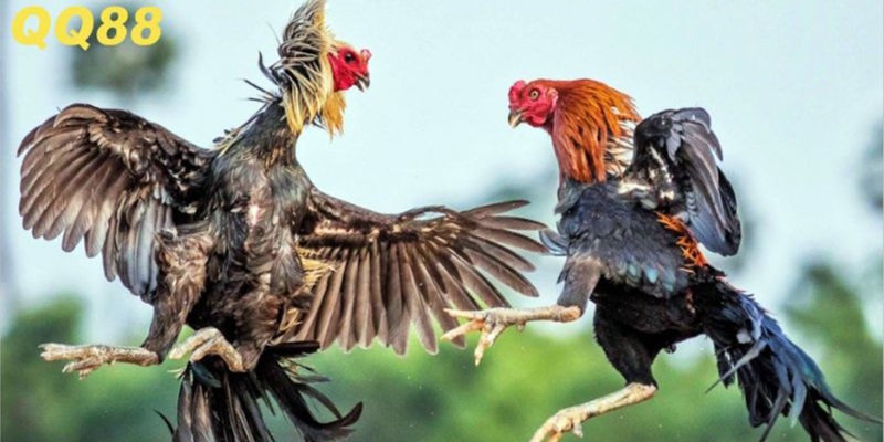 Luật chọi gà do nhà cái QQ88 ban hành